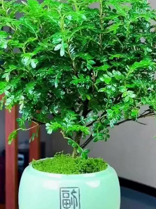 清香木可以室内养殖吗，清香木可以室内养殖吗有毒吗？