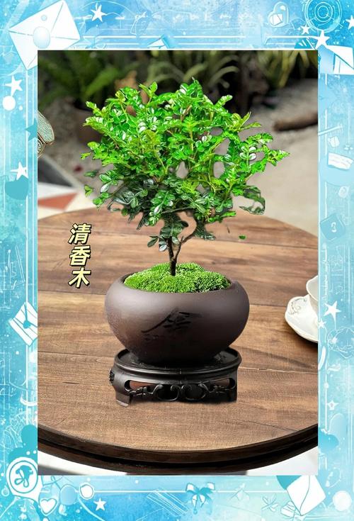 清香木可以室内养殖吗，清香木可以室内养殖吗有毒吗？-第2张图片-优品飞百科