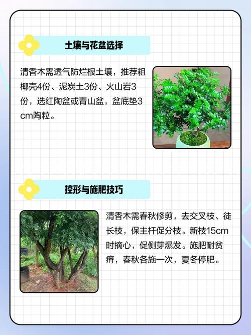 清香木可以室内养殖吗，清香木可以室内养殖吗有毒吗？-第3张图片-优品飞百科