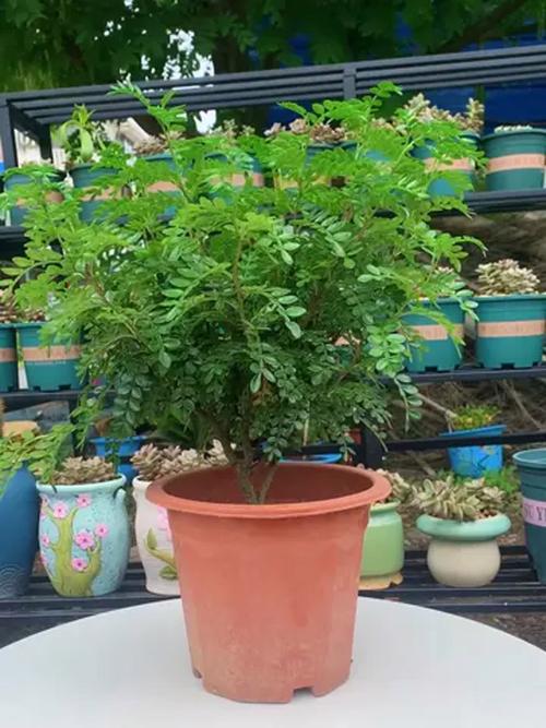 清香木可以室内养殖吗，清香木可以室内养殖吗有毒吗？-第4张图片-优品飞百科