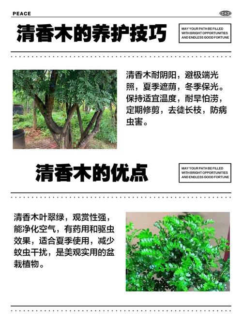 清香木可以室内养殖吗，清香木可以室内养殖吗有毒吗？-第5张图片-优品飞百科