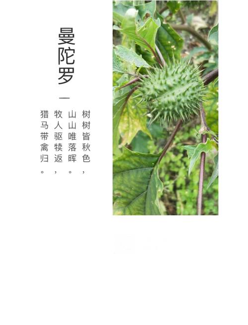 曼陀罗花的功效与作用，曼陀罗花图片，曼陀罗花的功效与用法？-第1张图片-优品飞百科