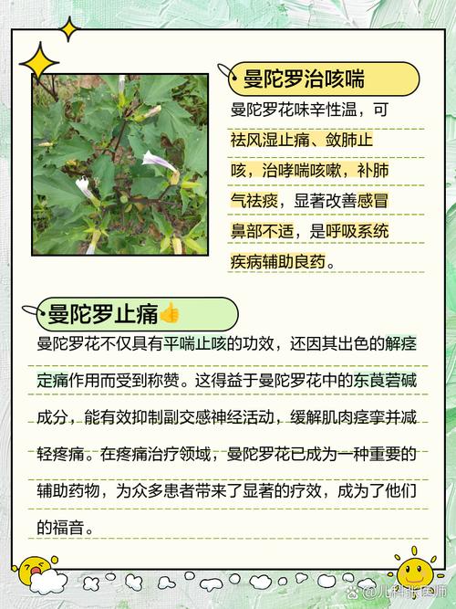 曼陀罗花的功效与作用，曼陀罗花图片，曼陀罗花的功效与用法？-第3张图片-优品飞百科