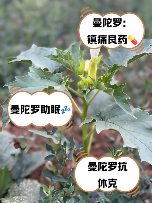 曼陀罗花的功效与作用，曼陀罗花图片，曼陀罗花的功效与用法？-第4张图片-优品飞百科