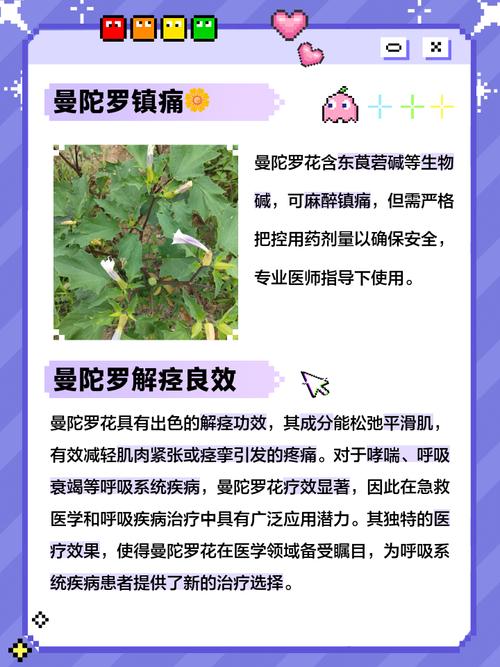 曼陀罗花的功效与作用，曼陀罗花图片，曼陀罗花的功效与用法？-第5张图片-优品飞百科