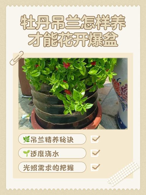 牡丹吊兰能放在卧室养吗,牡丹吊兰摆放位置-第1张图片-优品飞百科 牡丹吊兰能放在卧室养吗,牡丹吊兰摆放位置-第1张图片-优品飞百科