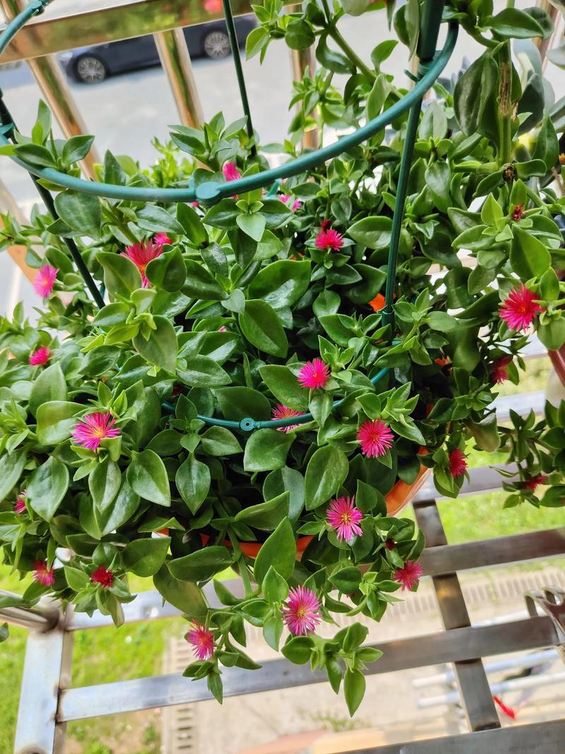 牡丹吊兰能放在卧室养吗,牡丹吊兰摆放位置-第6张图片-优品飞百科 牡丹吊兰能放在卧室养吗,牡丹吊兰摆放位置-第6张图片-优品飞百科