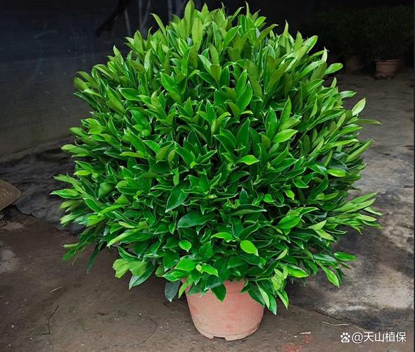 非洲茉莉可以摆放在哪儿，非洲茉莉适合室外吗？