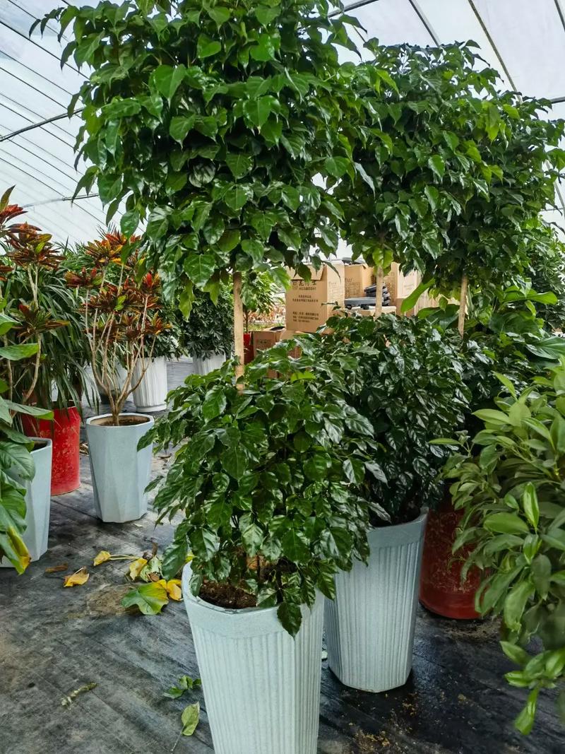 非洲茉莉可以摆放在哪儿,非洲茉莉适合室外吗?-第2张图片-优品飞百科 非洲茉莉可以摆放在哪儿,非洲茉莉适合室外吗?-第2张图片-优品飞百科