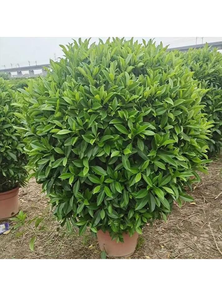 非洲茉莉可以摆放在哪儿,非洲茉莉适合室外吗?-第3张图片-优品飞百科 非洲茉莉可以摆放在哪儿,非洲茉莉适合室外吗?-第3张图片-优品飞百科