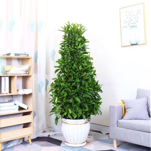 非洲茉莉可以摆放在哪儿,非洲茉莉适合室外吗?-第4张图片-优品飞百科 非洲茉莉可以摆放在哪儿,非洲茉莉适合室外吗?-第4张图片-优品飞百科