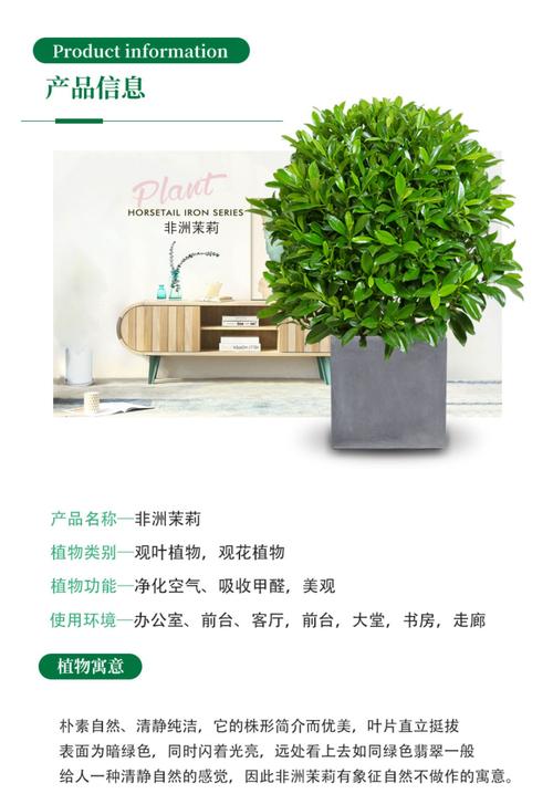 非洲茉莉可以摆放在哪儿,非洲茉莉适合室外吗?-第5张图片-优品飞百科 非洲茉莉可以摆放在哪儿,非洲茉莉适合室外吗?-第5张图片-优品飞百科