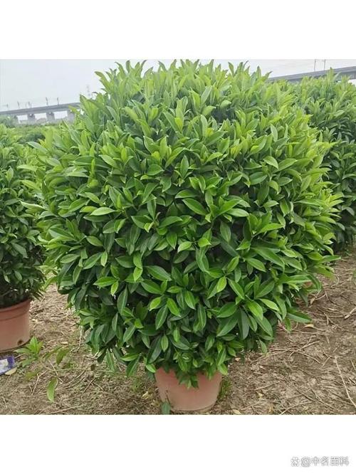 非洲茉莉可以摆放在哪儿,非洲茉莉适合室外吗?-第6张图片-优品飞百科 非洲茉莉可以摆放在哪儿,非洲茉莉适合室外吗?-第6张图片-优品飞百科