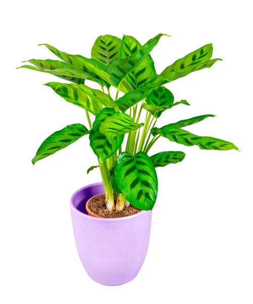 适合室内养的开花植物？室内适合养什么开花的花花香四溢？