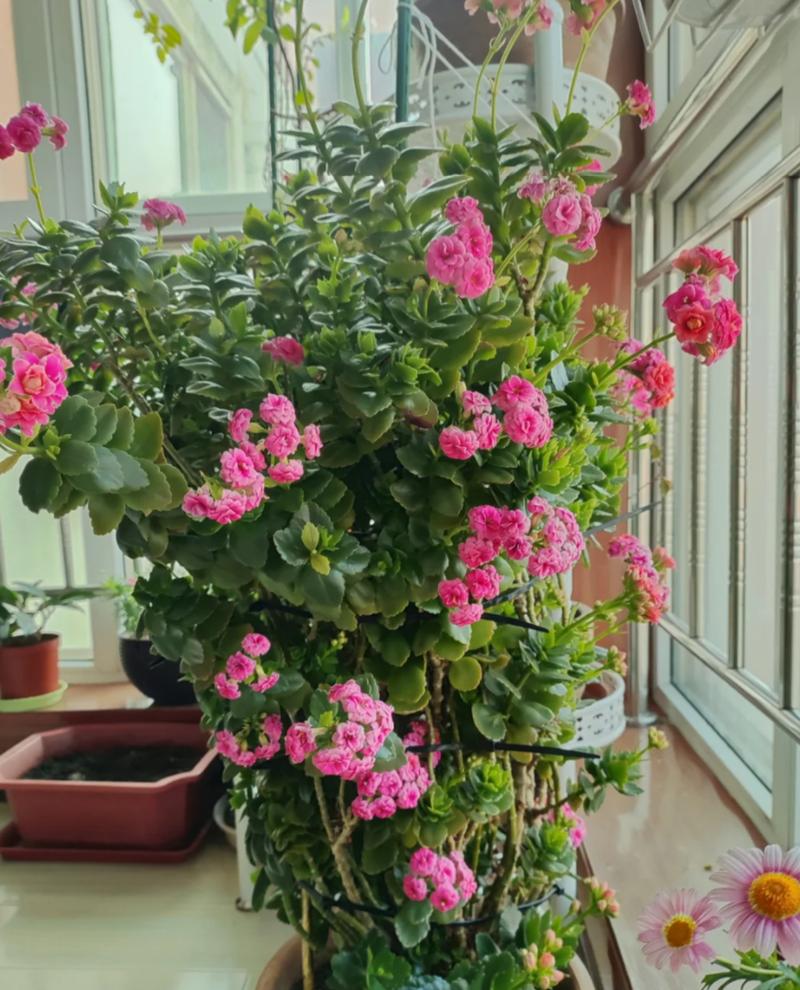 适合室内养的开花植物?室内适合养什么开花的花花香四溢?-第2张图片-优品飞百科 适合室内养的开花植物?室内适合养什么开花的花花香四溢?-第2张图片-优品飞百科