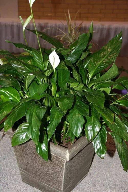 适合室内养的开花植物?室内适合养什么开花的花花香四溢?-第3张图片-优品飞百科 适合室内养的开花植物?室内适合养什么开花的花花香四溢?-第3张图片-优品飞百科