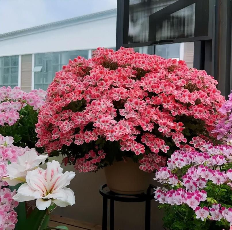 适合室内养的开花植物?室内适合养什么开花的花花香四溢?-第4张图片-优品飞百科 适合室内养的开花植物?室内适合养什么开花的花花香四溢?-第4张图片-优品飞百科