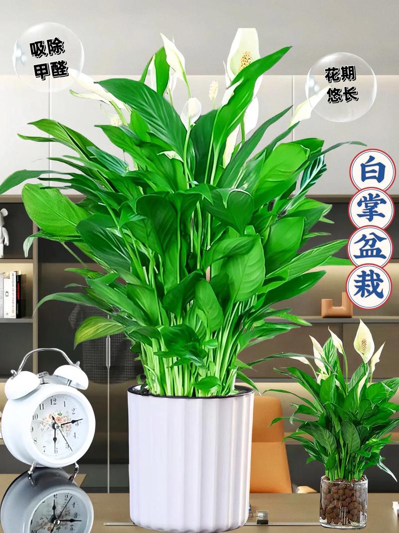 适合室内养的开花植物?室内适合养什么开花的花花香四溢?-第5张图片-优品飞百科 适合室内养的开花植物?室内适合养什么开花的花花香四溢?-第5张图片-优品飞百科