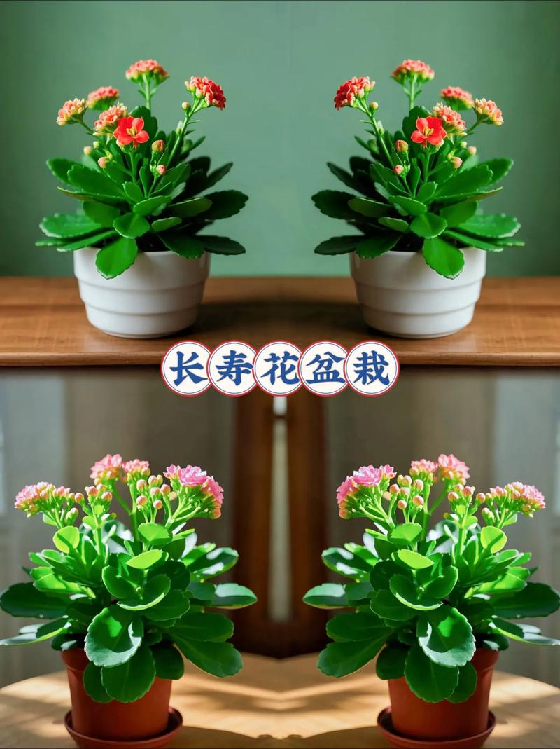 适合室内养的开花植物?室内适合养什么开花的花花香四溢?-第6张图片-优品飞百科 适合室内养的开花植物?室内适合养什么开花的花花香四溢?-第6张图片-优品飞百科