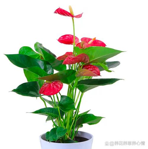 适合室内养的开花植物?室内适合养什么开花的花花香四溢?-第7张图片-优品飞百科 适合室内养的开花植物?室内适合养什么开花的花花香四溢?-第7张图片-优品飞百科