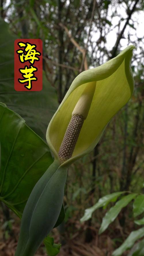 滴水观音能吃吗，滴水观音的外形特点？滴水观音好吃吗？-第1张图片-优品飞百科