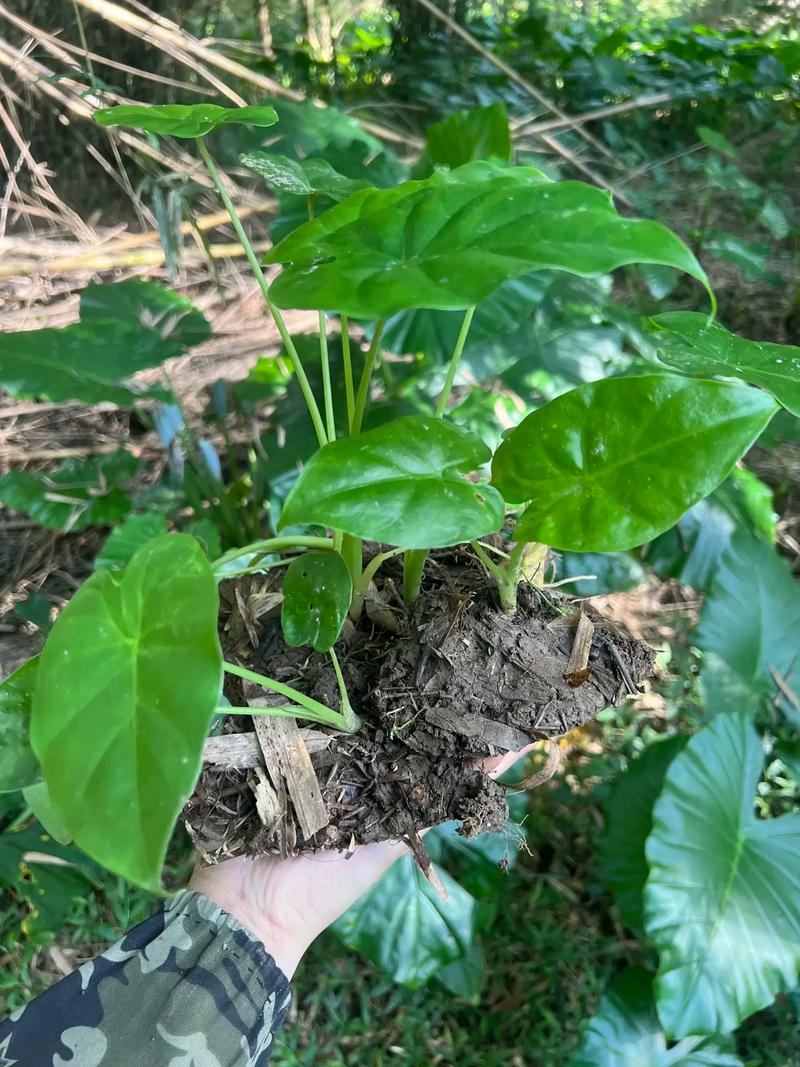 滴水观音能吃吗，滴水观音的外形特点？滴水观音好吃吗？-第2张图片-优品飞百科