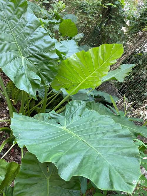 滴水观音能吃吗，滴水观音的外形特点？滴水观音好吃吗？-第4张图片-优品飞百科