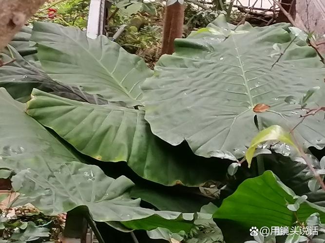 滴水观音能吃吗，滴水观音的外形特点？滴水观音好吃吗？-第5张图片-优品飞百科