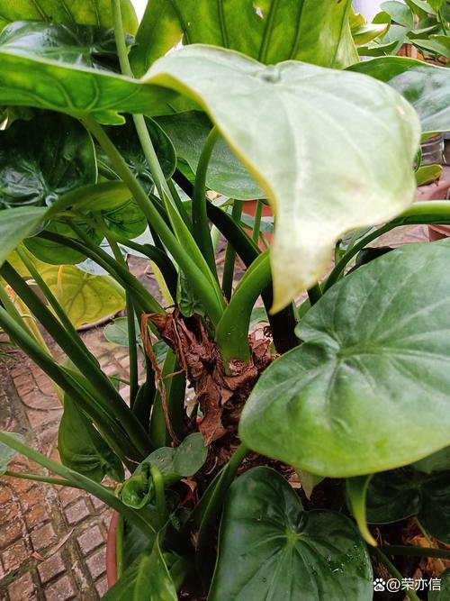 滴水观音能吃吗，滴水观音的外形特点？滴水观音好吃吗？-第6张图片-优品飞百科