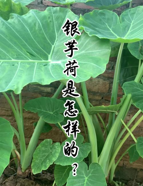 滴水观音能吃吗，滴水观音的外形特点？滴水观音好吃吗？-第7张图片-优品飞百科