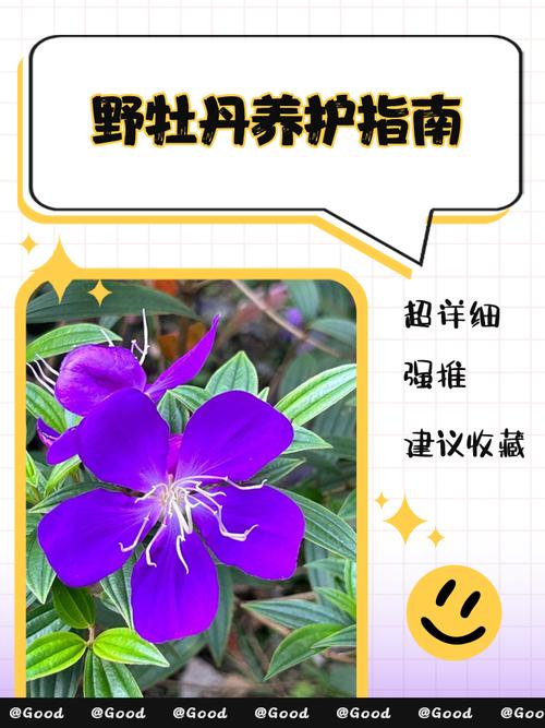 角茎野牡丹的养殖方法，角茎野牡丹和巴西野牡丹的区别？-第1张图片-优品飞百科