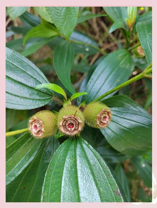 角茎野牡丹的养殖方法，角茎野牡丹和巴西野牡丹的区别？-第2张图片-优品飞百科