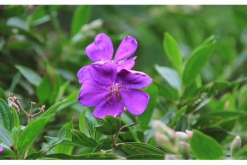 角茎野牡丹的养殖方法，角茎野牡丹和巴西野牡丹的区别？-第3张图片-优品飞百科
