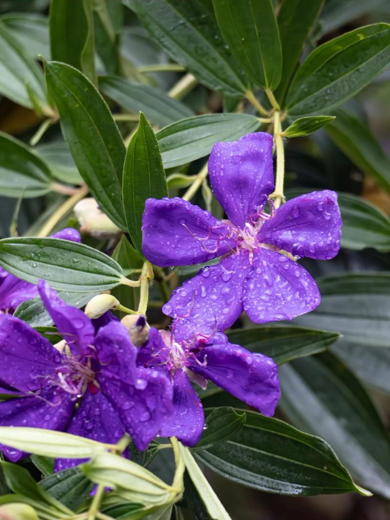 角茎野牡丹的养殖方法，角茎野牡丹和巴西野牡丹的区别？-第4张图片-优品飞百科