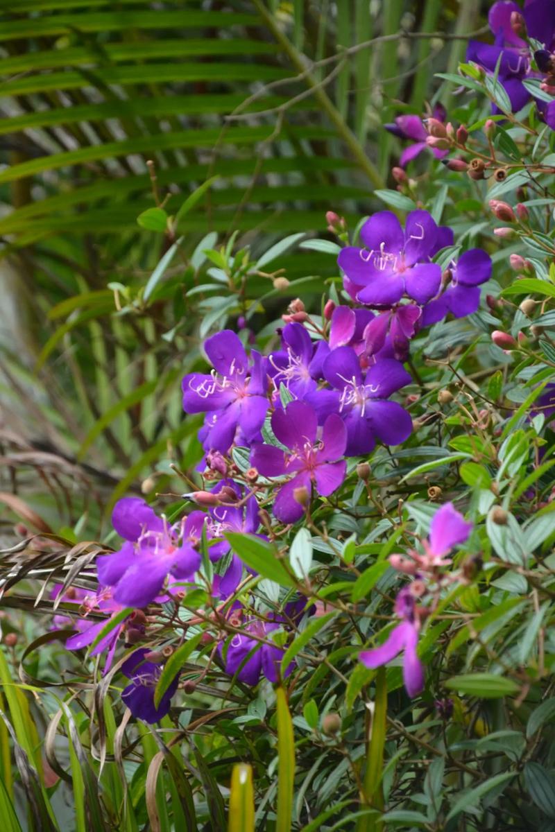 角茎野牡丹的养殖方法，角茎野牡丹和巴西野牡丹的区别？-第5张图片-优品飞百科