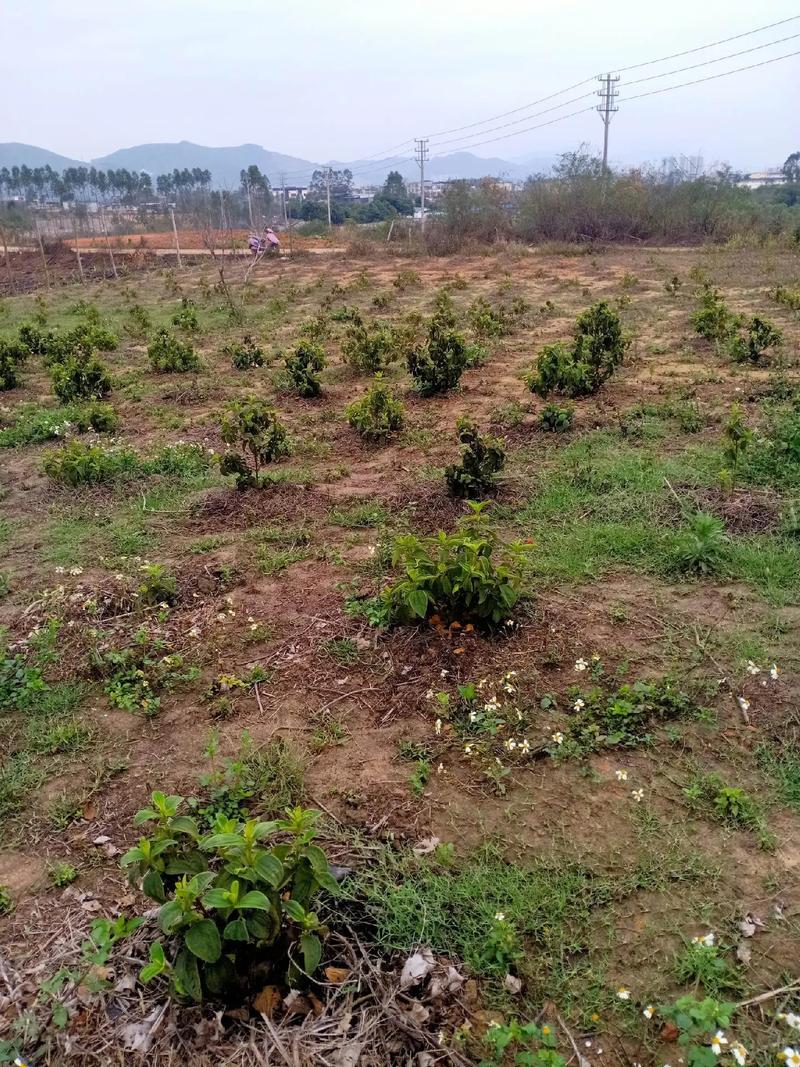 角茎野牡丹的养殖方法，角茎野牡丹和巴西野牡丹的区别？-第6张图片-优品飞百科