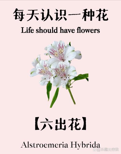 水仙百合插花欣赏?水仙百合插花怎么保持花期长?-第2张图片-优品飞百科 水仙百合插花欣赏?水仙百合插花怎么保持花期长?-第2张图片-优品飞百科