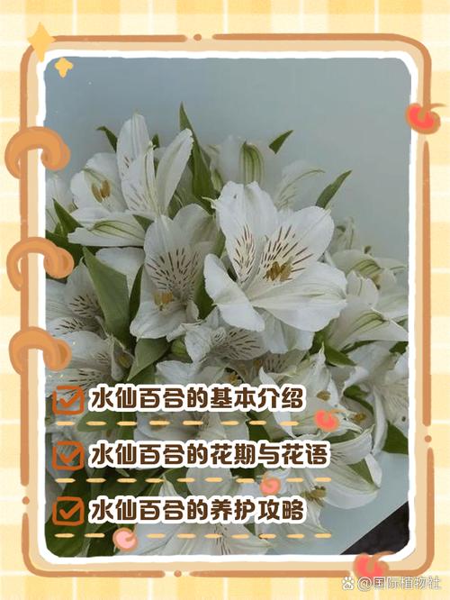 水仙百合插花欣赏?水仙百合插花怎么保持花期长?-第4张图片-优品飞百科 水仙百合插花欣赏?水仙百合插花怎么保持花期长?-第4张图片-优品飞百科