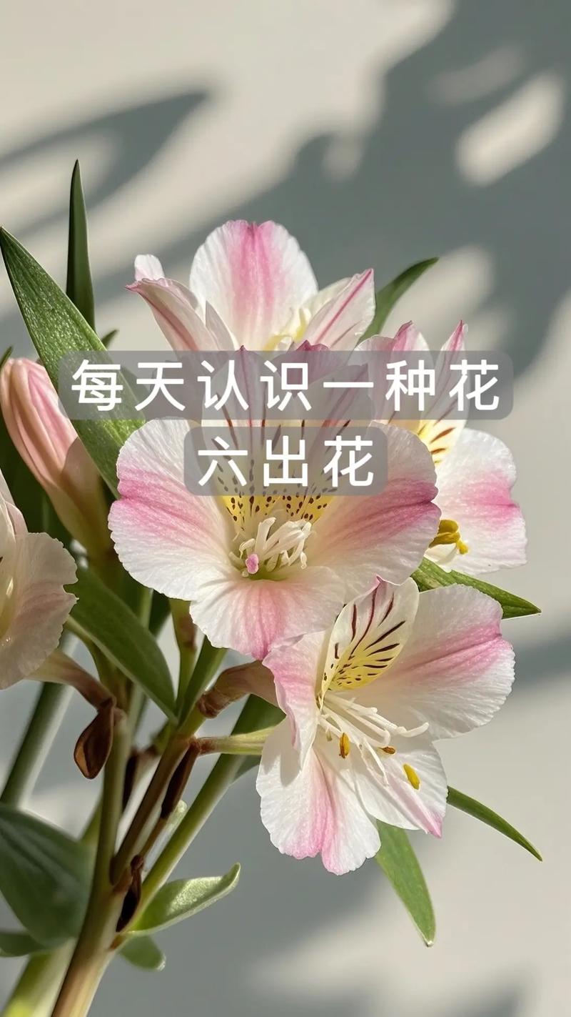 水仙百合插花欣赏?水仙百合插花怎么保持花期长?-第6张图片-优品飞百科 水仙百合插花欣赏?水仙百合插花怎么保持花期长?-第6张图片-优品飞百科