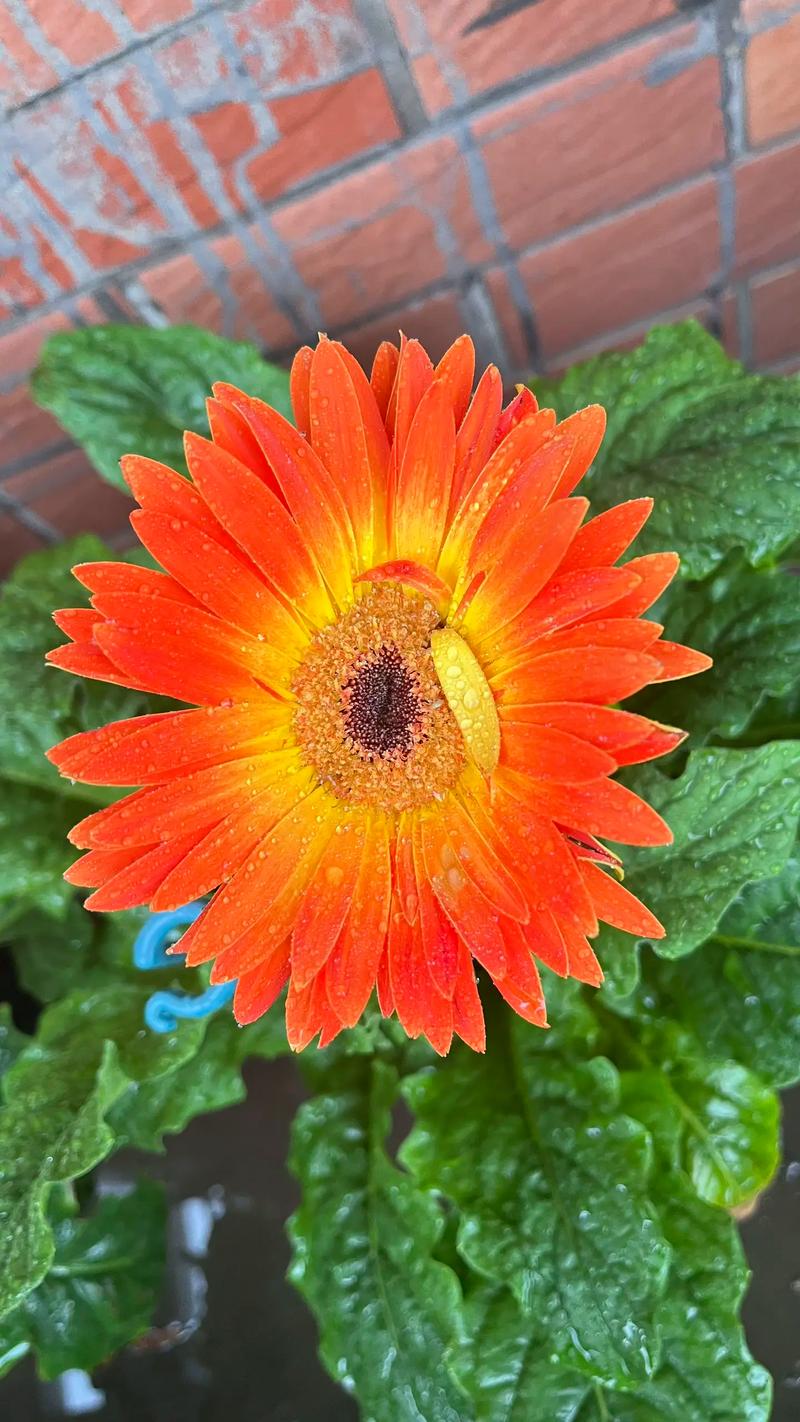 非洲菊的风水作用？非洲菊寓意和象征意义？-第1张图片-优品飞百科