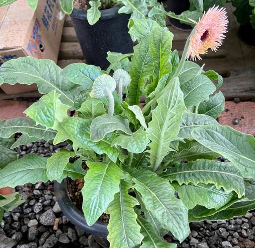 非洲菊的风水作用？非洲菊寓意和象征意义？-第2张图片-优品飞百科