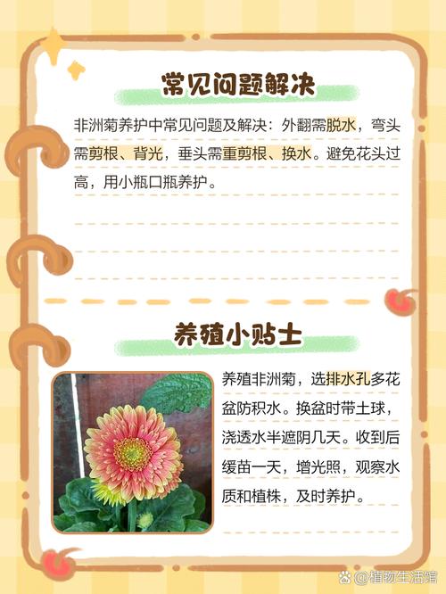 非洲菊的风水作用？非洲菊寓意和象征意义？-第4张图片-优品飞百科