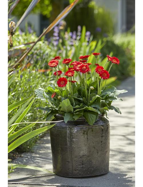 非洲菊的风水作用？非洲菊寓意和象征意义？-第5张图片-优品飞百科