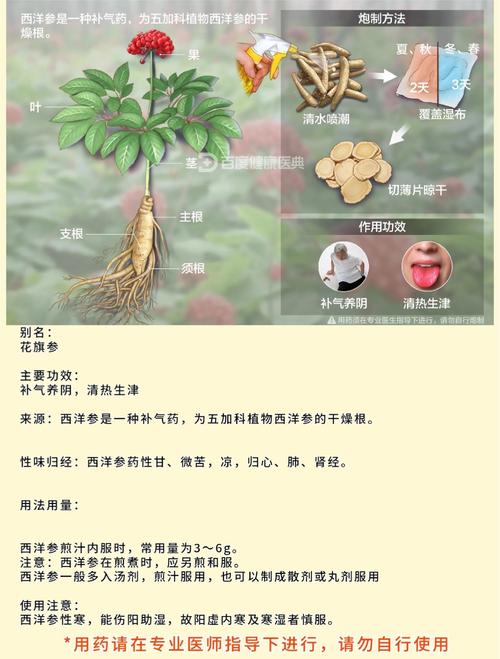 西洋参的功效与作用,西洋参的功效与作用高血压能吃吗-第3张图片-优品飞百科 西洋参的功效与作用,西洋参的功效与作用高血压能吃吗-第3张图片-优品飞百科