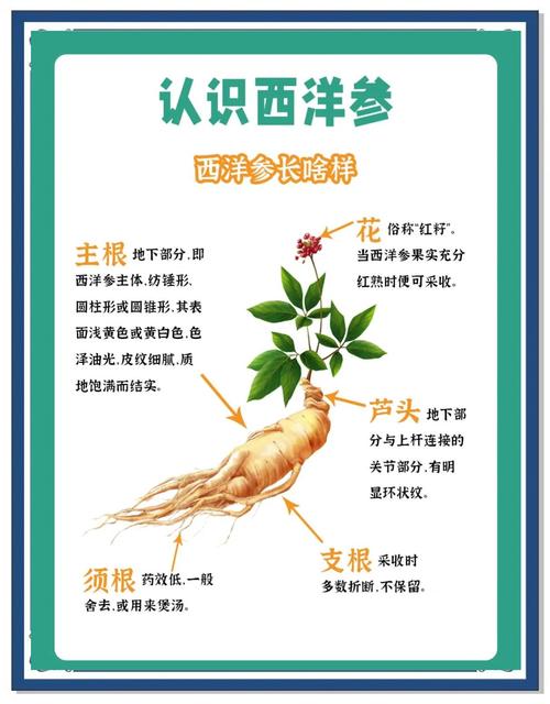 西洋参的功效与作用,西洋参的功效与作用高血压能吃吗-第6张图片-优品飞百科 西洋参的功效与作用,西洋参的功效与作用高血压能吃吗-第6张图片-优品飞百科