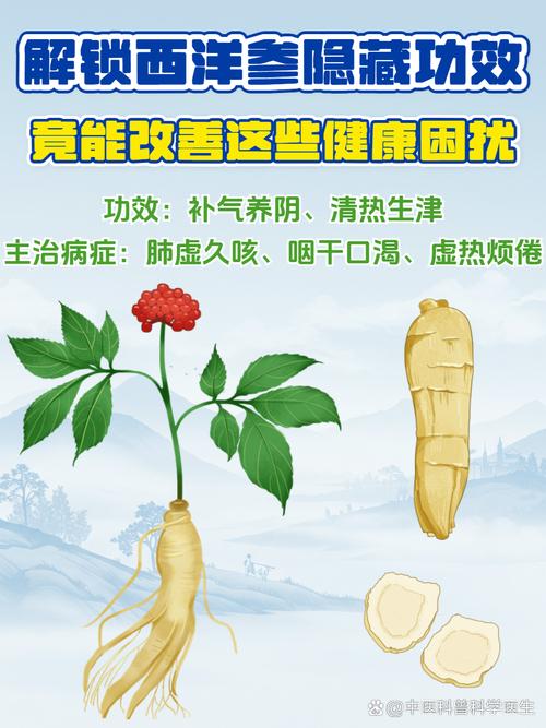 西洋参的功效与作用,西洋参的功效与作用高血压能吃吗-第7张图片-优品飞百科 西洋参的功效与作用,西洋参的功效与作用高血压能吃吗-第7张图片-优品飞百科