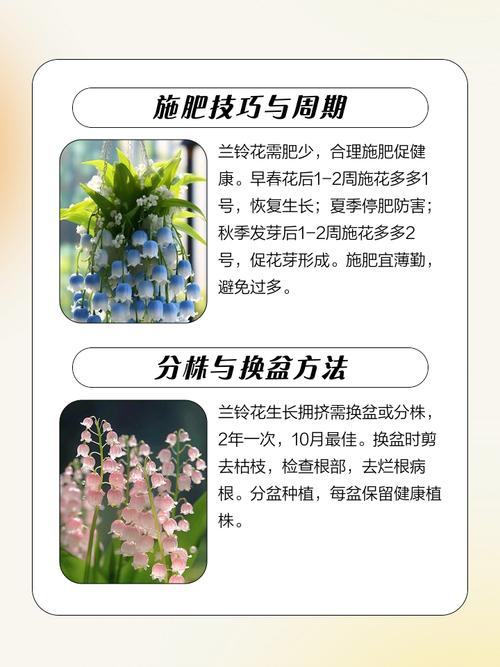 蓝铃花的养殖方法和注意事项，蓝铃花盆栽-第2张图片-优品飞百科