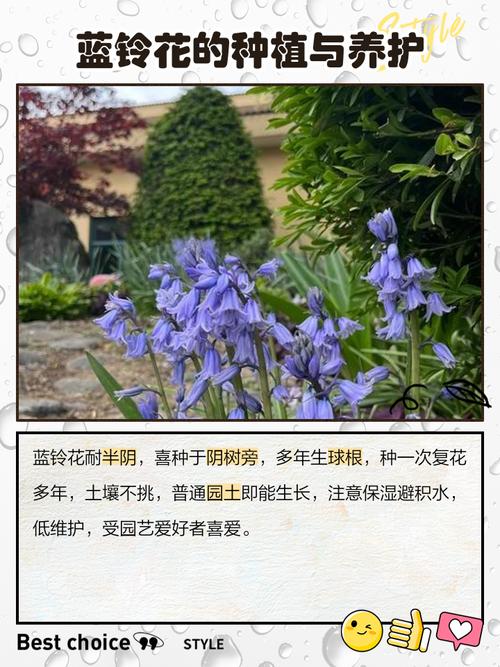 蓝铃花的养殖方法和注意事项，蓝铃花盆栽-第3张图片-优品飞百科