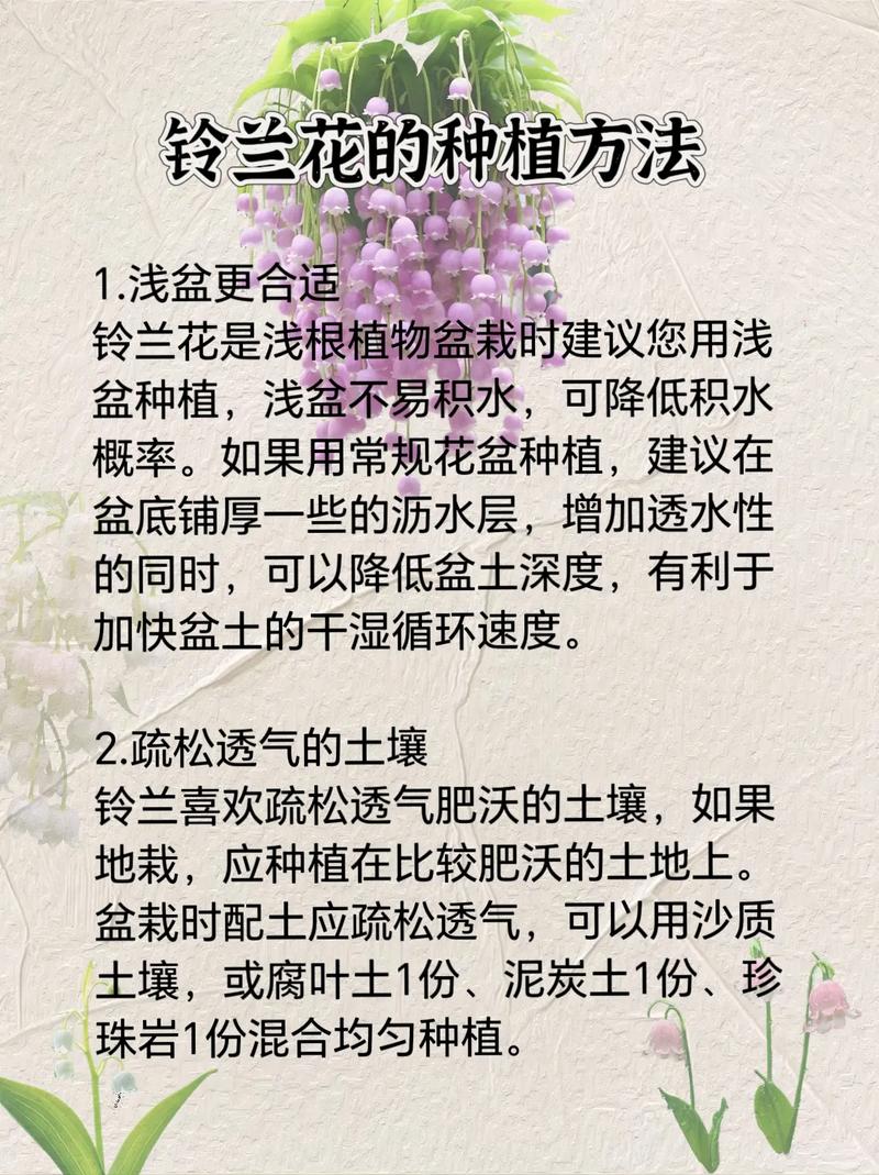 蓝铃花的养殖方法和注意事项，蓝铃花盆栽-第4张图片-优品飞百科