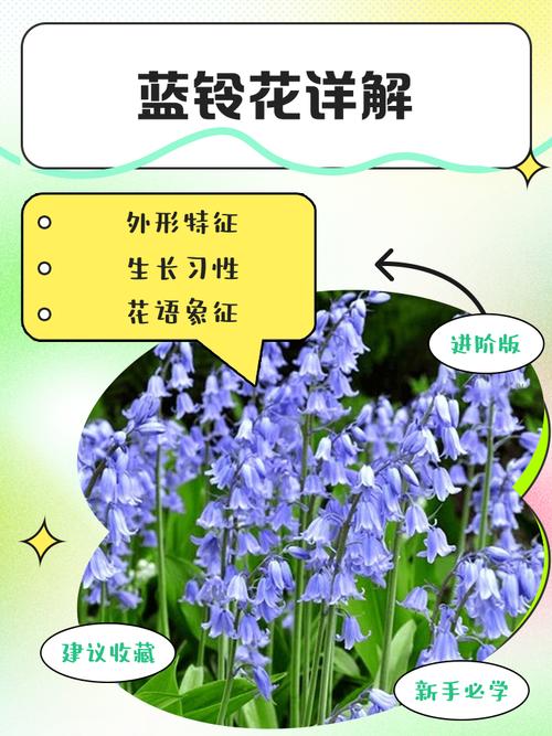 蓝铃花的养殖方法和注意事项，蓝铃花盆栽-第5张图片-优品飞百科